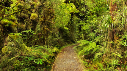 Olympic National park Washington rainforest trail