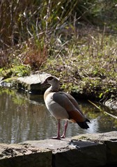 Dzikie gesi w miejskim parku © Iwona