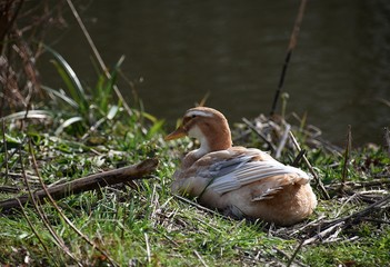 Dzikie gesi w miejskim parku © Iwona