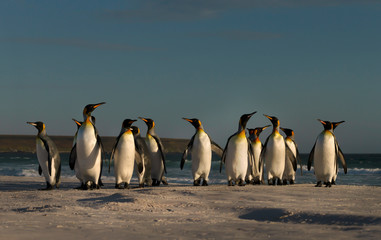 Group of King penguins coming ashore from the ocean