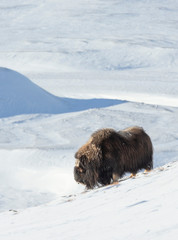Musk Ox standing in snow