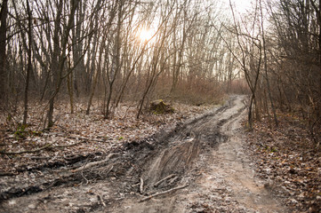 Dry deciduous forest in early spring