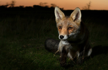 Portrait of a Red fox at sunset