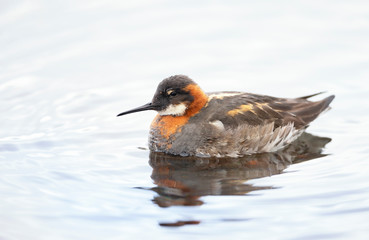 Close up of a Red-necked phalarope in water