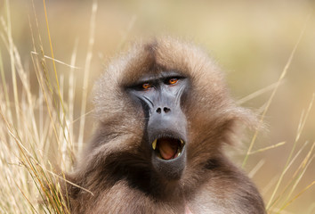 Close up of a yawning female Gelada monkey