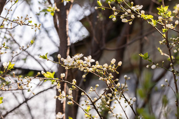 Flowering branches of wild plum in early spring