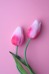 top view of pink color tulip flowers on pink background 