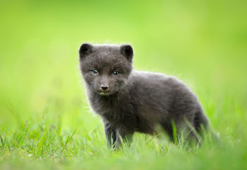Fototapeta premium Cute Arctic fox cub in the meadow