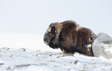 Musk Ox rubbing its back on a stone