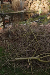 Astschnitt nach dem Winter