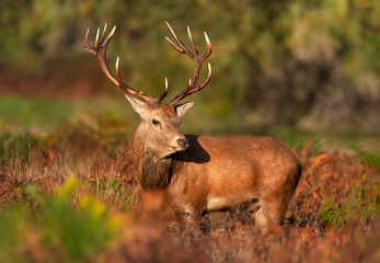 Close up of a Red deer stag in autumn