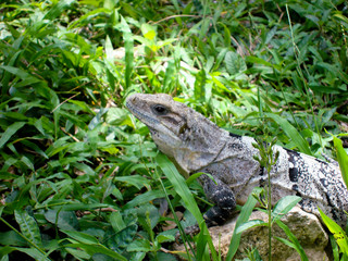 Lizard Iguana on green grass in Summer day