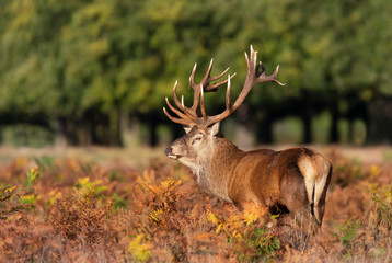 Close-up of an injured red deer stag
