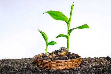 Small turmeric seedlings, on a white background - Turmeric