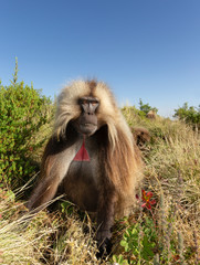 Gelada monkey eating grass in Simien mountains, Ethiopia.