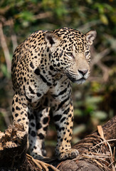 Close up of a Jaguar in the jungle