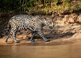 Close up of a Jaguar walking on a river bank