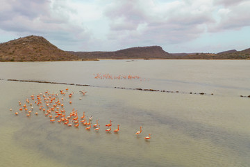 Aerial photos of  the Flamingos in Cura&ccedil;ao