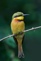 Little bee-eater (Merops pusillus)