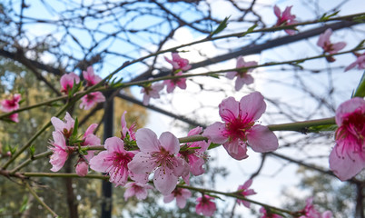 Near plan shot of a beautiful spring branch