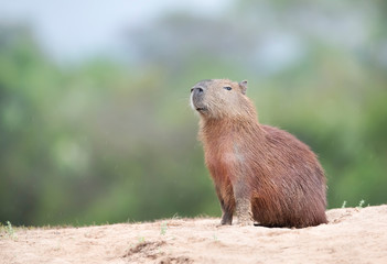 Close up of a Capybara a on a river bank