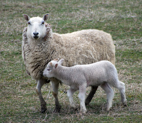 Close up of sheep in a grass field.