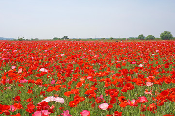 Fototapeta premium 満開のポピー畑