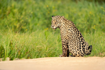 Close up of a Jaguar sitting on a river bank