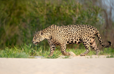 Fototapeta na wymiar Jaguar walking on sand along the river bank