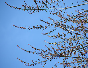 Close up of budding branches.