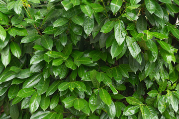 Fototapeta na wymiar moist green leaves of the shrub after rainy. texture, background