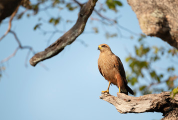Savanna hawk perched in a tree