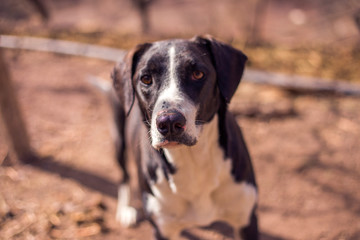 black dog with pity eyes.