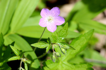 Little Purple Flower Along the Path