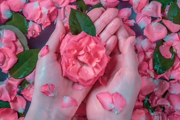 pink rose bud in hand, spa and water treatments from rose petals
