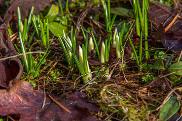 Beautiful crocus buds with water droplets in early spring. Primroses in the garden.