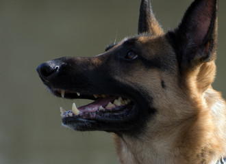 Close up of a German shepherd's face.