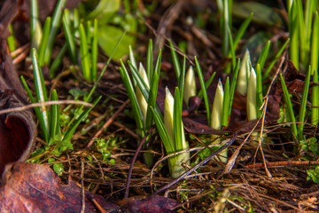 Beautiful crocus buds with water droplets in early spring. Primroses in the garden.