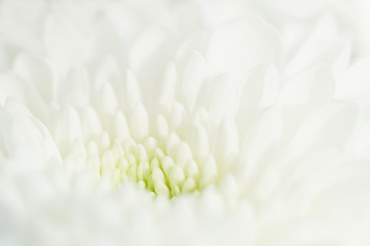 Macro image of white chrysanthemum flower. Selective focus. Beautiful spring nature background