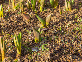 Young green shoots tulips in brown garden soil. Primroses in the garden. Spring flowers