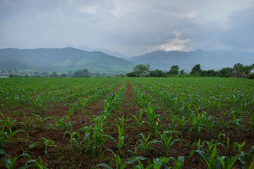 Surcos de milpas con u día nublado y muy bello paisaje.
