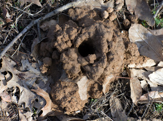 Close up of a crawdad hole.