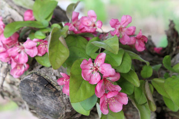 Fototapeta na wymiar Pink Crab Apple Tree Blossoms