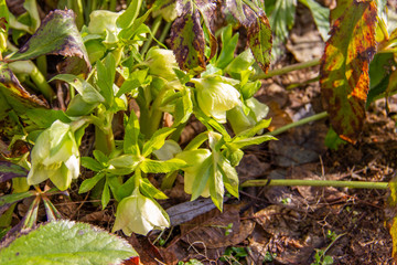 Herbaceous perennial plant hellebore blooms in early spring. Primroses in the garden. Spring flowers.