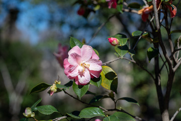 Flowers of camellia japonica La psalette