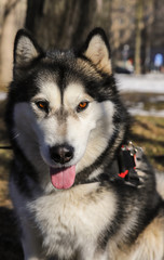 Malamute femal with hazel eyes