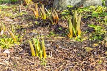 Obraz premium Young green shoots tulips in brown garden soil. Primroses in the garden. Spring flowers