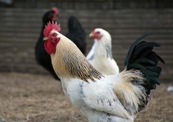 A white and red rooster in a group of chickens.