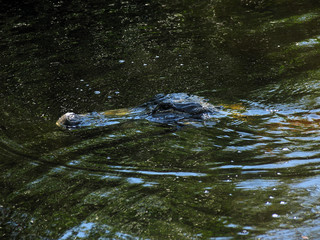 Everglades, Touring, Airboat, Alligator, Fish, Animals, Copeland, Florida, United States