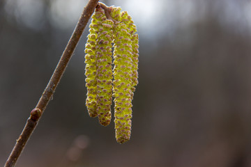 .Hazel branch with catkins in early spring. Beginning of pollen Allergy season. Selective focus.